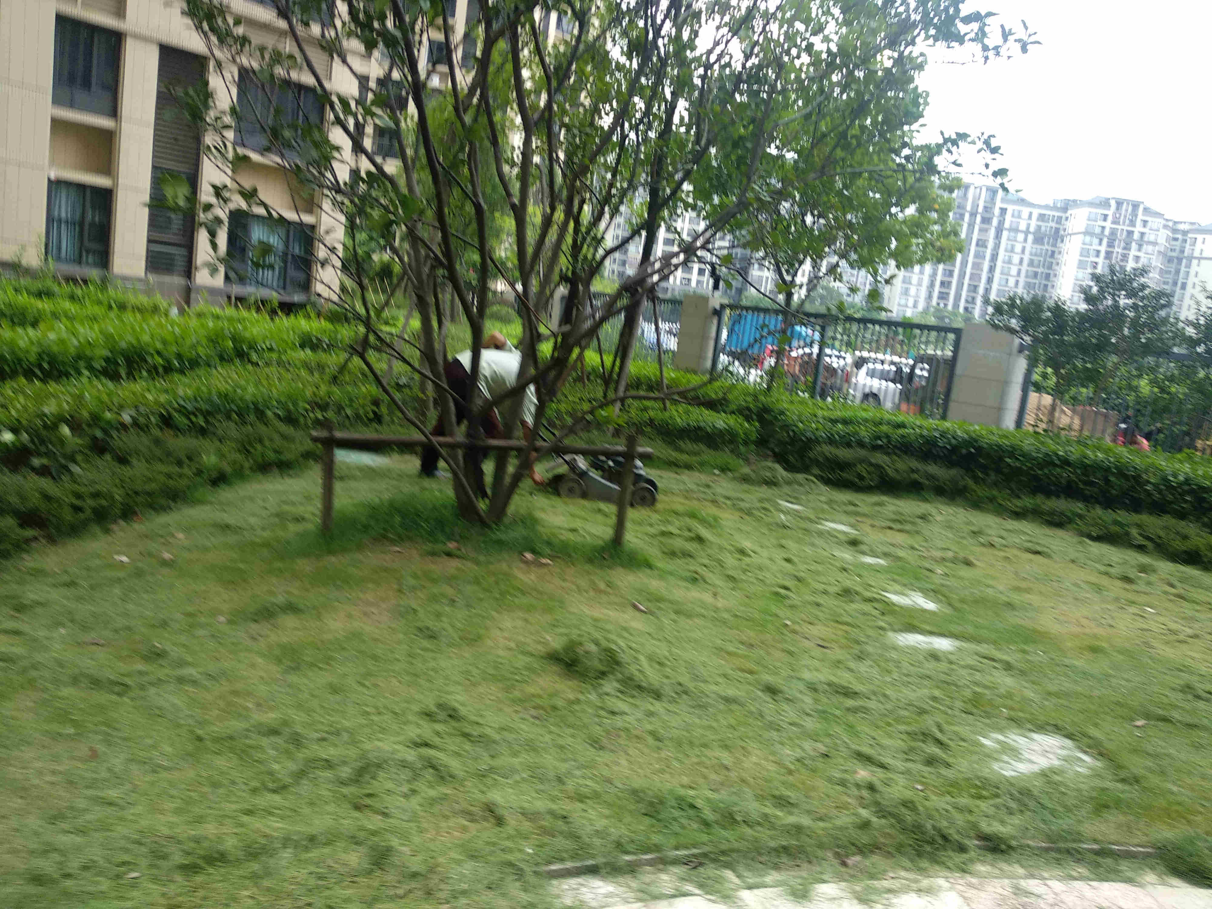 綠化維護 綠化維護