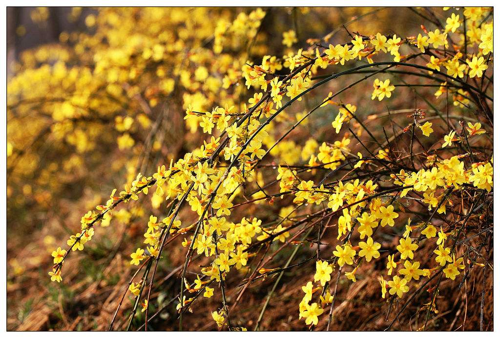 佛山綠化養護 迎春花 佛山綠化養護 迎春花
