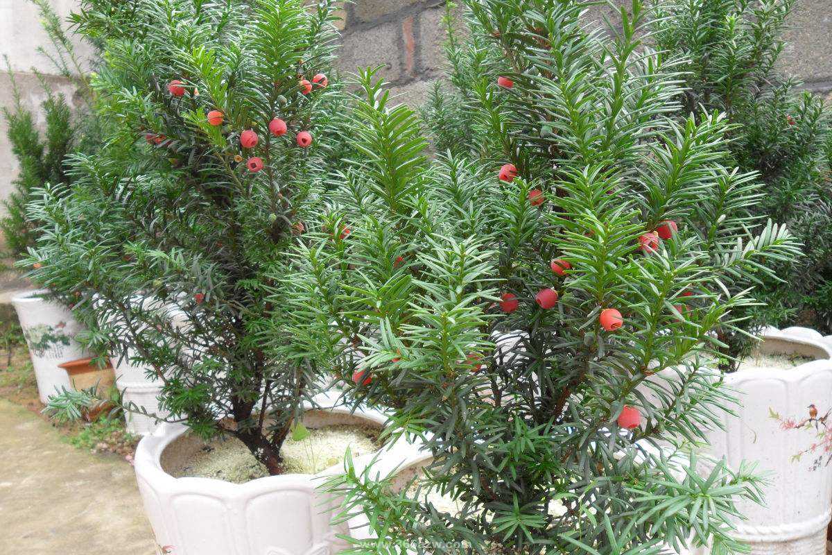 紅豆杉盆景的綠化養(yǎng)護(hù) 紅豆杉盆景的綠化養(yǎng)護(hù)
