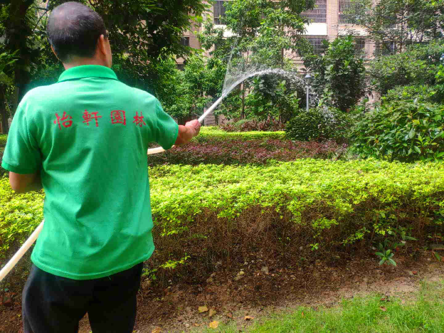 綠化養護苗木的澆水