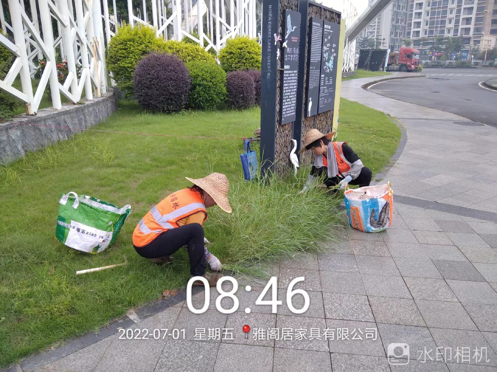 綠化養(yǎng)護,果嶺草